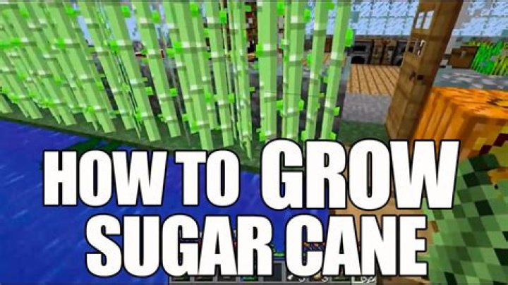 How to grow sugarcane in minecraft