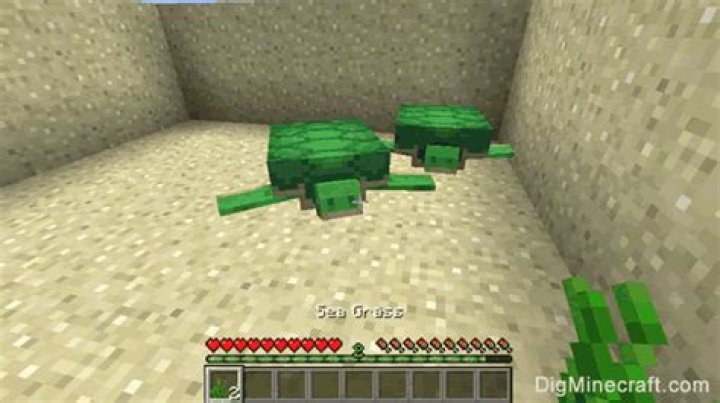 How to tame turtles in minecraft
