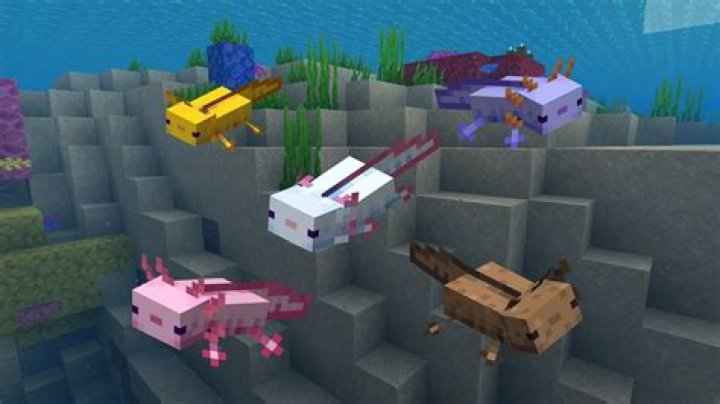 What do axolotls drop in minecraft