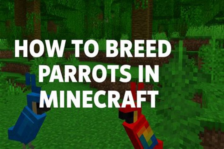 What do parrots do in minecraft