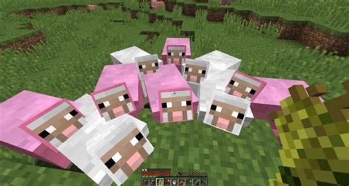 What do sheep like in minecraft